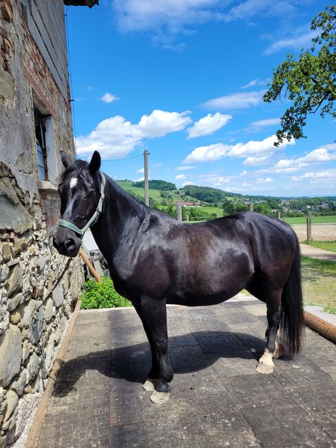 Pferd 14 Jahre, Manuela, Horses For Sale, Leonstein