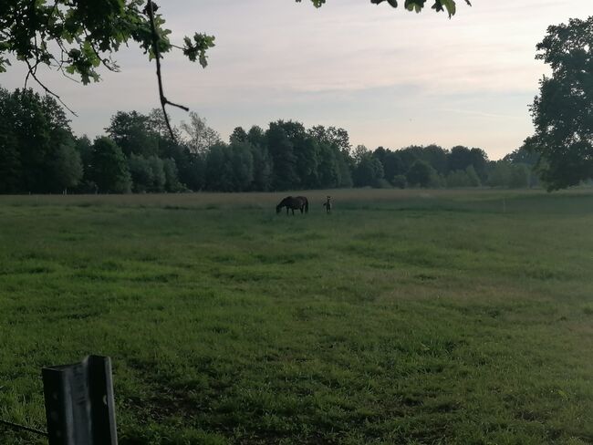 Pferdebox Herdenplatz frei, Claudia , Horse Stables, hoort