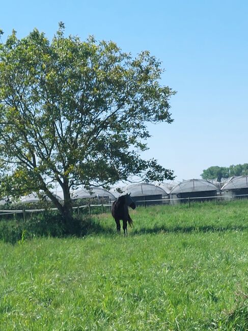 Pferdeboxe frei Boxe frei Vollpension Privatstall Wallach, J.O, Horse Stables, Kerken