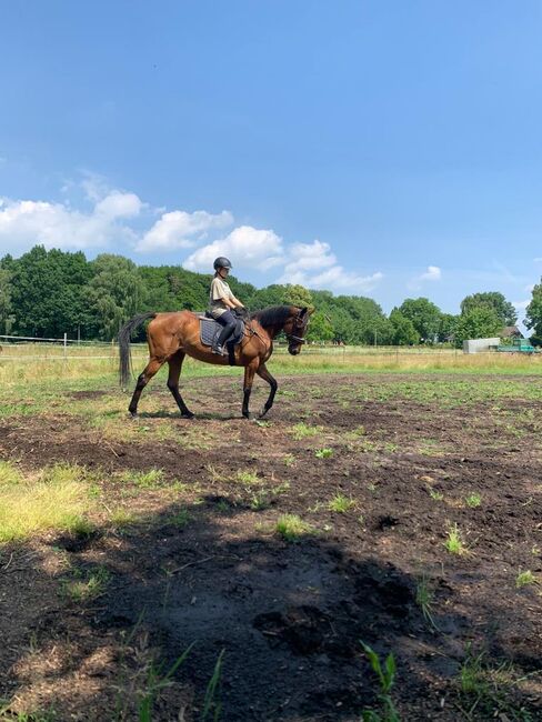 Pferd sucht Reiter, Katharina, Horses For Sale, Bad Oeynhausen, Image 2