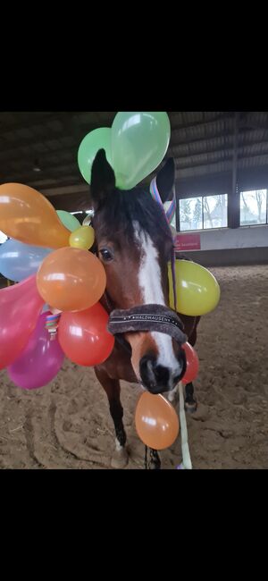 Reitbeteiligung  Pferd sucht Reiter, Kirchhoff, Horses For Sale, Iserlohn, Image 2