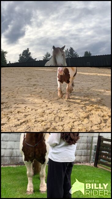 Pferd zur Verfügung, Ramona Haas, Horses For Sale, Hellenthal, Image 4