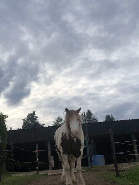 Pferd zur Verfügung, Ramona Haas, Horses For Sale, Hellenthal