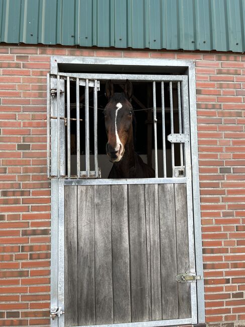 Pferd zu verkaufen, Luisa Brunndf , Horses For Sale, Rastede 