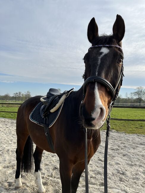 Pferd zu verkaufen, Luisa Brunndf , Horses For Sale, Rastede , Image 2