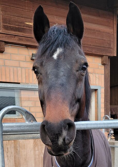 Pferd zu Verkaufen, Regula, Horses For Sale, Wahlendorf, Image 2