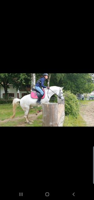 Pferde verkauf, verena weise, Horses For Sale, isny im allgäu, Image 8