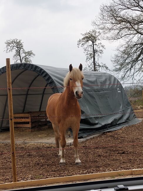 Pferdebox mit viel Auslauf frei, Christina Rau , Horse Stables, Rahden , Image 11