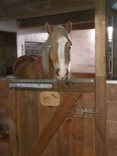 Pferde Box / Offenstall , pferdeweide, Karen Peters, Horse & Stable Mats, Rantrum, Image 6