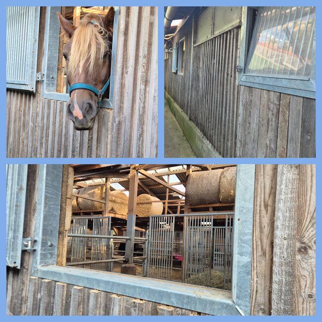 Pferdebox Paddockbox Box, Sara Wilkens , Horse Stables, Bremen