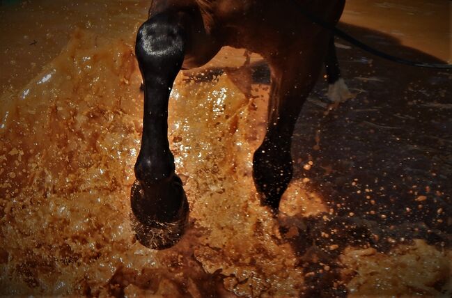 Pferdefotografie / Fotoshooting Pferd & Reiter, Coeur de León - Pferdefotografie C&S (Coeur de León - Pferdefotografie C & S), Horse photography, Bad Wörishofen, Image 16
