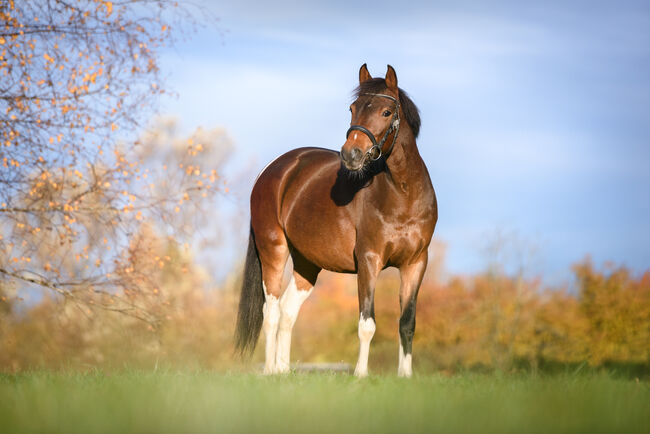 Pferdefotoshooting in der Schweiz / Pferdeshooting / Pferdefotografie, Caroline, Horse photography, Tuggen, Image 6