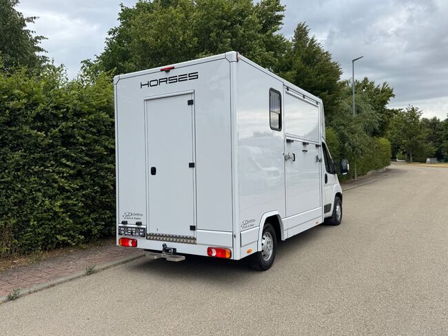 Pferdetransporter DT 2- Ride Light 3,5t Neufahrzeug Klima Viehtransporter, Dickenherr Citroen Light Dickenherr 2 Ride light, Gerhard Strobel (Dickenherr Trucks und Trailers), Horse Trailers, Baden-Württemberg - Unterschneidheim, Image 6