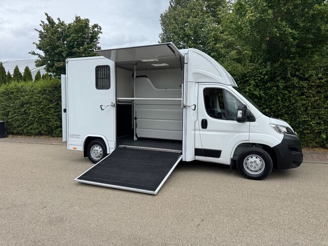 Pferdetransporter DT 2- Ride Light 3,5t Neufahrzeug Klima Viehtransporter, Dickenherr Citroen Light Dickenherr 2 Ride light, Gerhard Strobel (Dickenherr Trucks und Trailers), Horse Trailers, Baden-Württemberg - Unterschneidheim, Image 13
