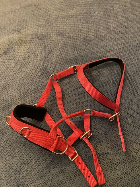 Kapzaum Pink, Chiara , Halters, Buseck, Image 4