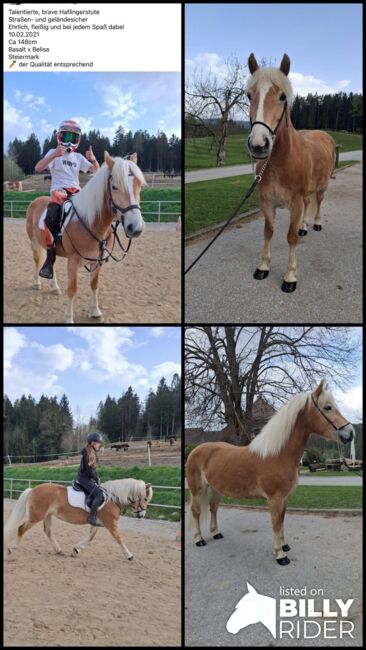 Hafistute als Sport oder Freizeitpatnerin, BaPi, Horses For Sale, Sankt Martin am Wöllmißberg, Image 8