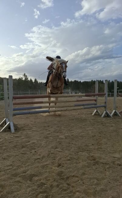 Hafistute als Sport oder Freizeitpatnerin, BaPi, Horses For Sale, Sankt Martin am Wöllmißberg, Image 6
