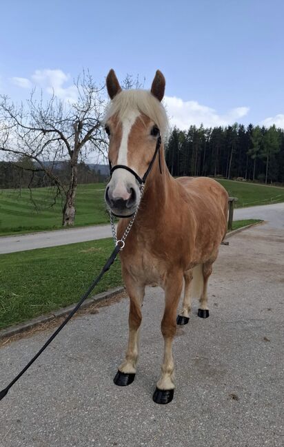 Hafistute als Sport oder Freizeitpatnerin, BaPi, Horses For Sale, Sankt Martin am Wöllmißberg, Image 2