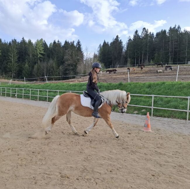 Hafistute als Sport oder Freizeitpatnerin, BaPi, Horses For Sale, Sankt Martin am Wöllmißberg