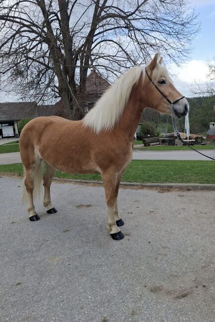 Hafistute als Sport oder Freizeitpatnerin, BaPi, Horses For Sale, Sankt Martin am Wöllmißberg, Image 3