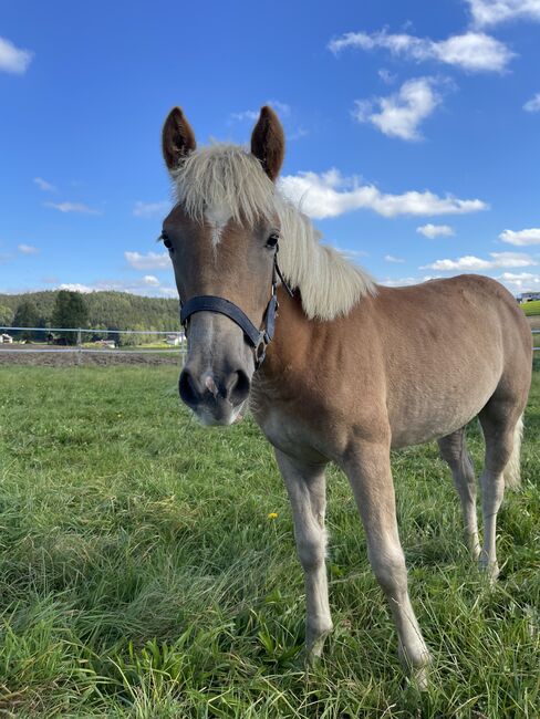 Hafi Stute Viola, Sophie Kneidinger, Horses For Sale, Am Landlberg, Image 3