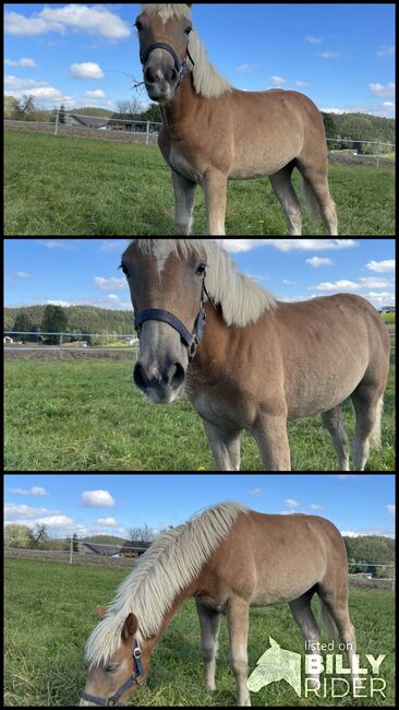 Hafi Stute Viola, Sophie Kneidinger, Horses For Sale, Am Landlberg, Image 4