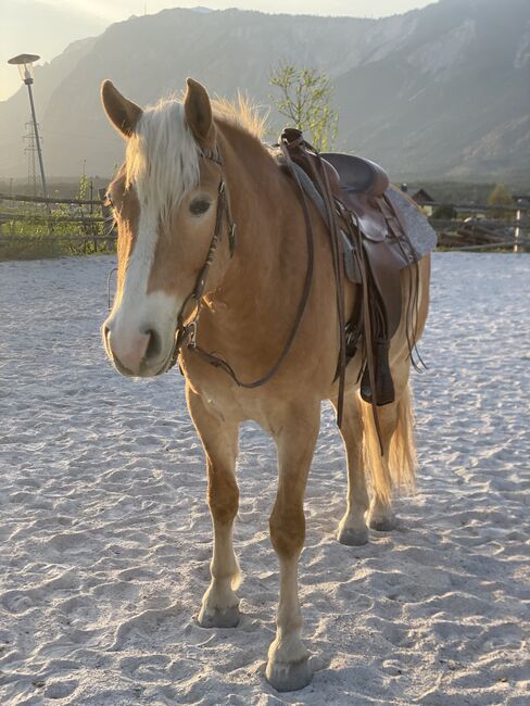 Hafi-Wallach Aristo sucht ein neues Zuhause, Jasmin, Horses For Sale, Riegersdorf 