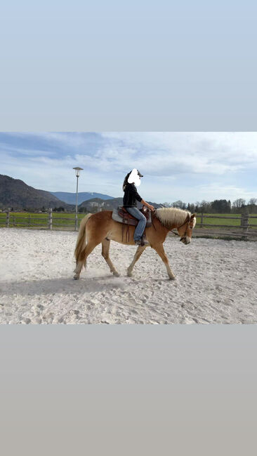 Hafi-Wallach Aristo sucht ein neues Zuhause, Jasmin, Horses For Sale, Riegersdorf , Image 3