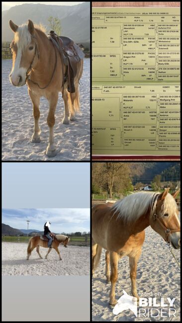 Hafi-Wallach Aristo sucht ein neues Zuhause, Jasmin, Horses For Sale, Riegersdorf , Image 6