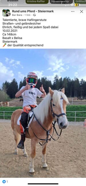 Hafistute als Sport oder Freizeitpatnerin, BaPi, Pferd kaufen, Sankt Martin am Wöllmißberg