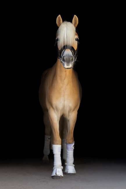 Haflinger Allrounderin abstammend von Waldmeister-T sucht Aufgabe, Pferdevermittlung Leus, Horses For Sale, Kehlen, Image 2