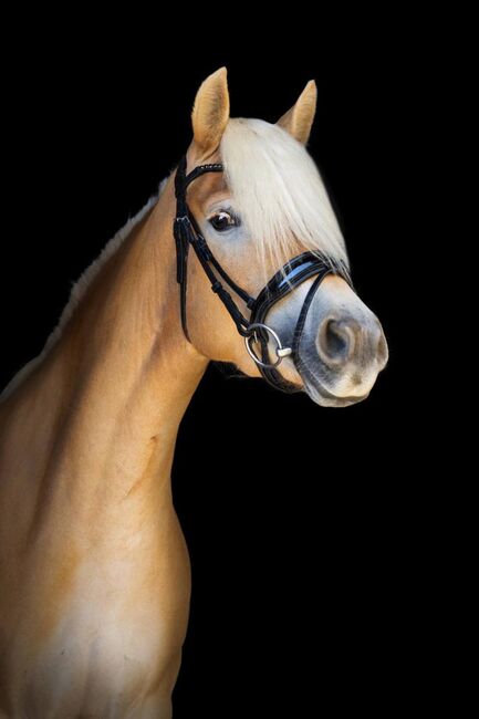 Haflinger Allrounderin abstammend von Waldmeister-T sucht Aufgabe, Pferdevermittlung Leus, Horses For Sale, Kehlen