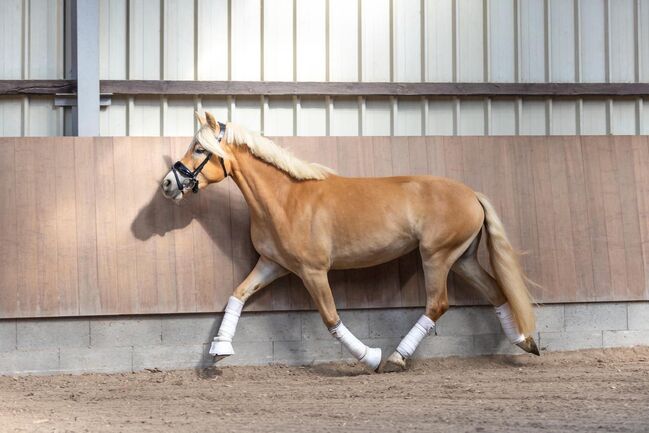 Haflinger Allrounderin abstammend von Waldmeister-T sucht Aufgabe, Pferdevermittlung Leus, Horses For Sale, Kehlen, Image 4