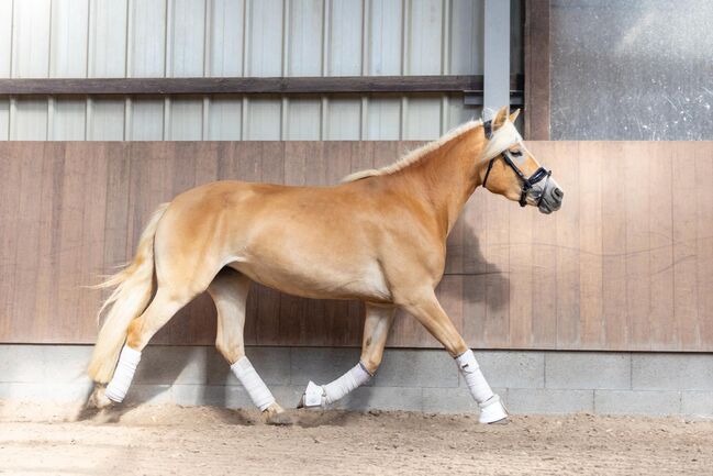 Haflinger Allrounderin abstammend von Waldmeister-T sucht Aufgabe, Pferdevermittlung Leus, Pferd kaufen, Kehlen, Abbildung 3