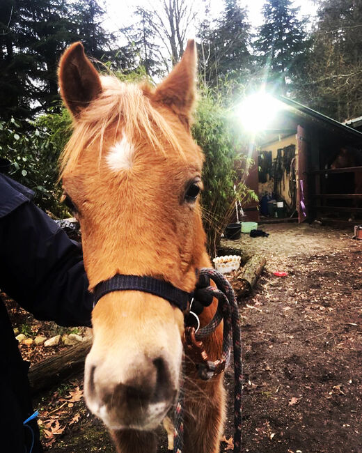 Haflinger Araber Mix ♥️, Nadine , Pferd kaufen, Struvenhütten