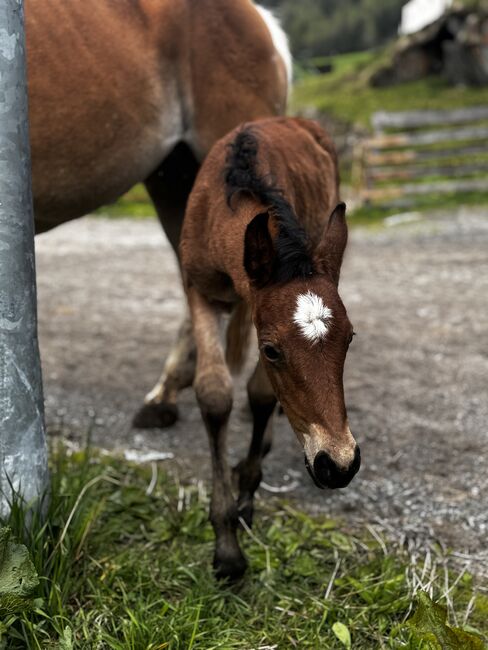Haflingeraraber Stutfohlen, Kathi, Horses For Sale, Vent