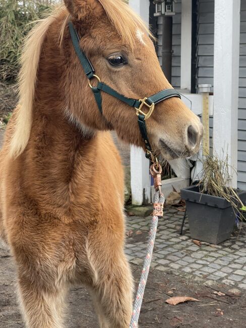 Haflinger Araber Mix ♥️, Nadine , Horses For Sale, Struvenhütten, Image 3