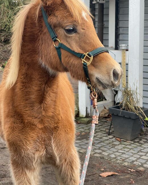 Haflinger Araber Mix ♥️, Nadine , Horses For Sale, Struvenhütten, Image 6