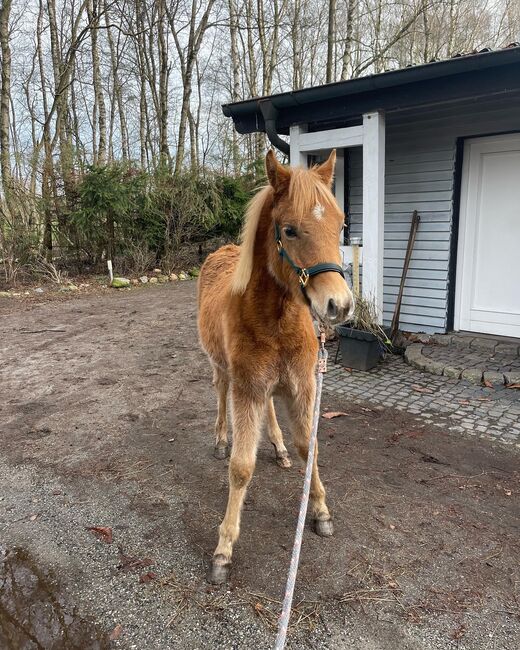 Haflinger Araber Mix ♥️, Nadine , Konie na sprzedaż, Struvenhütten, Image 4