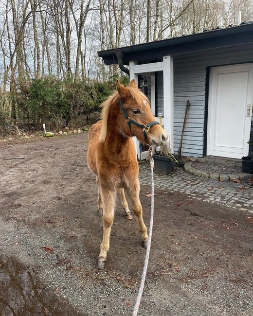 Haflinger Araber Mix ♥️, Nadine , Konie na sprzedaż, Struvenhütten, Image 5