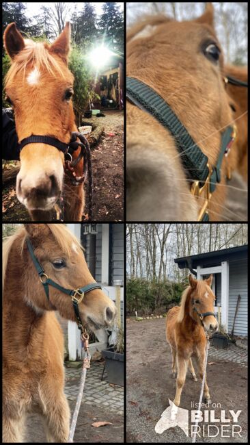 Haflinger Araber Mix ♥️, Nadine , Konie na sprzedaż, Struvenhütten, Image 9