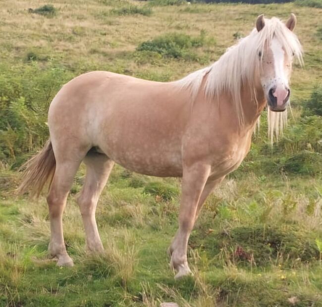 Haflinger Schönheit abstammend von Nordwest x Niko, Pferdevermittlung Leus (Pferdevermittlung Leus ), Horses For Sale, Taxenbach