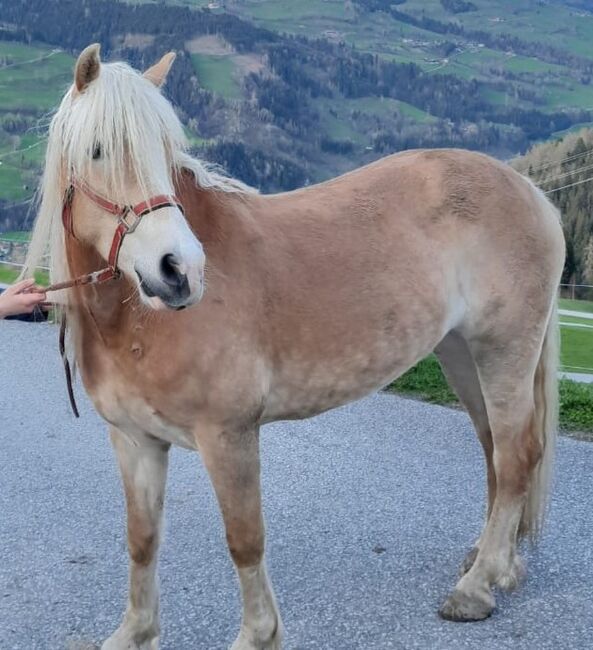 Haflinger Schönheit abstammend von Nordwest x Niko, Pferdevermittlung Leus (Pferdevermittlung Leus ), Horses For Sale, Taxenbach, Image 4