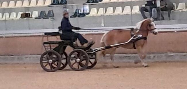 Haflinger Schönheit abstammend von Nordwest x Niko, Pferdevermittlung Leus (Pferdevermittlung Leus ), Horses For Sale, Taxenbach, Image 5