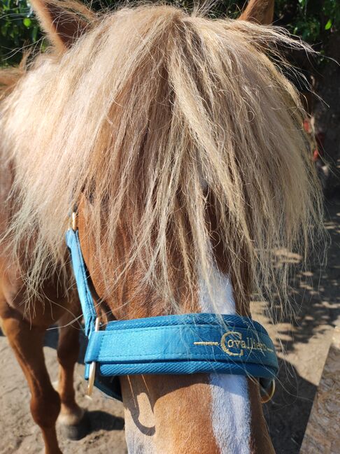 Haflinger Mix Wallach, Anne, Horses For Sale, Moritzburg , Image 5