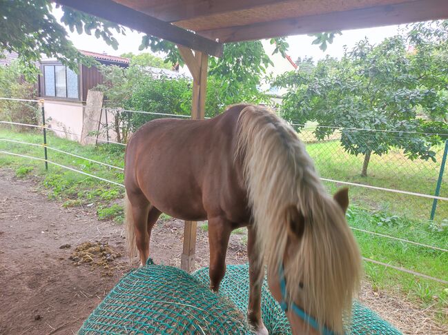 Haflinger Mix Wallach, Anne, Horses For Sale, Moritzburg 