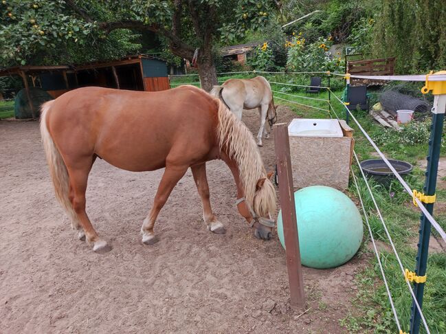 Haflinger Mix Wallach, Anne, Horses For Sale, Moritzburg , Image 2