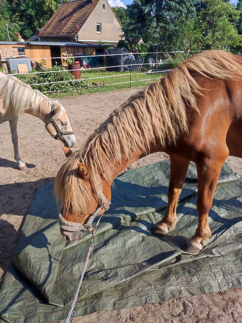 Haflinger Mix Wallach, Anne, Horses For Sale, Moritzburg , Image 3