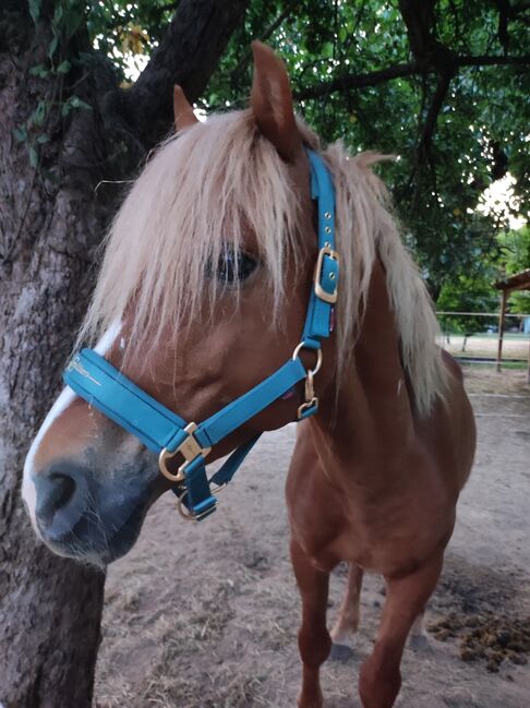 Haflinger Mix Wallach, Anne, Horses For Sale, Moritzburg , Image 4