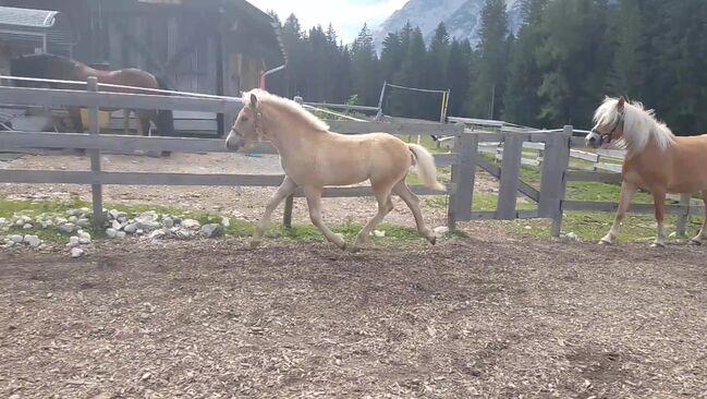 Haflinger Hengstfohlen Alvar, Johanna Kluckner, Horses For Sale, Leutasch, Image 9